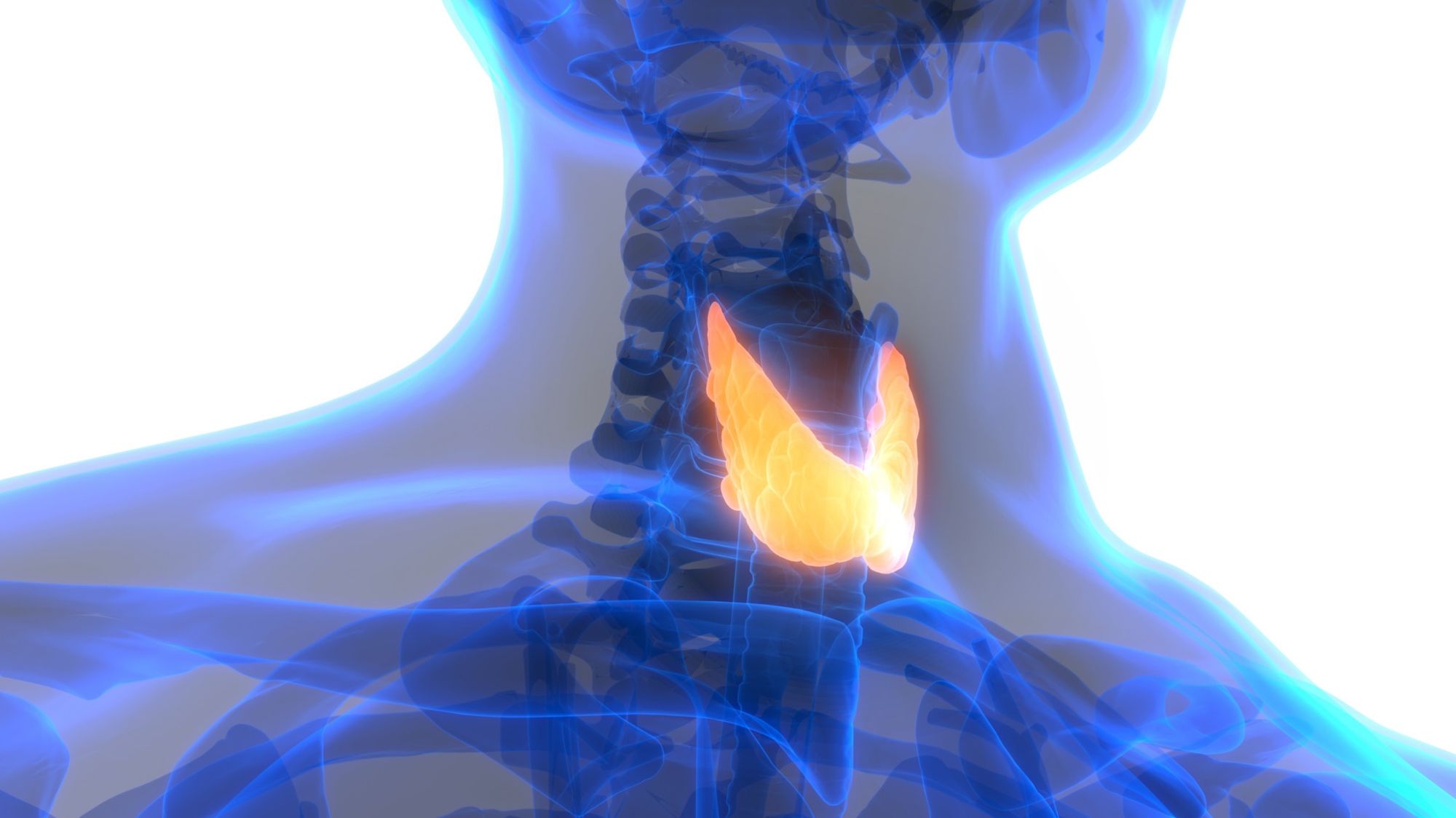 Does Low Thyroid Output Prevent Weight Loss?