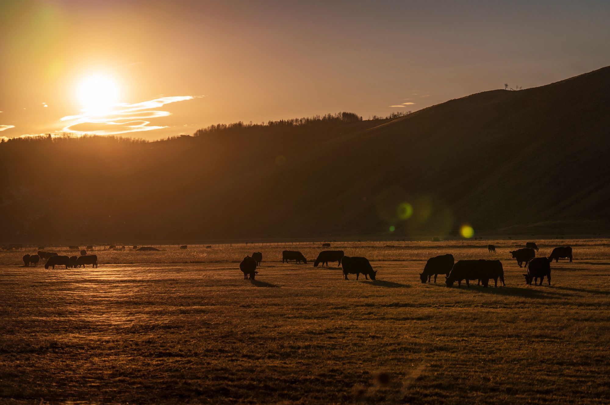 Is Eating Protein Destroying The Planet is-eating-protein-destroying-the-planet